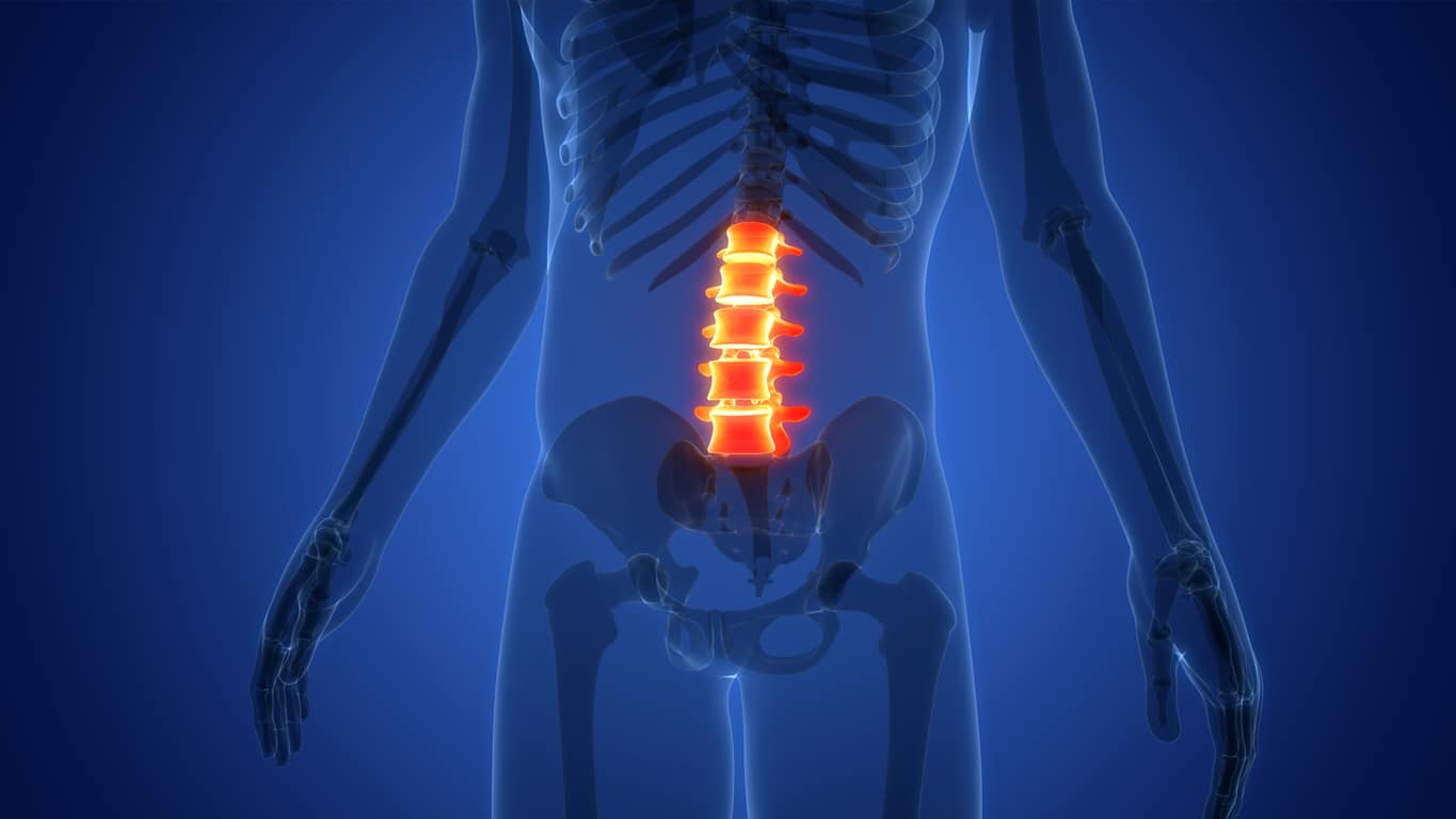 Illustration of lower spinal cord including vertebrae